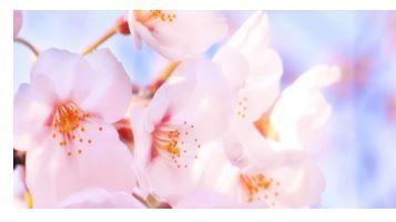 観桜会イメージ画像
