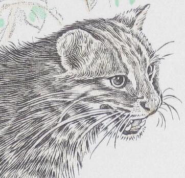 イリオモテヤマネコ