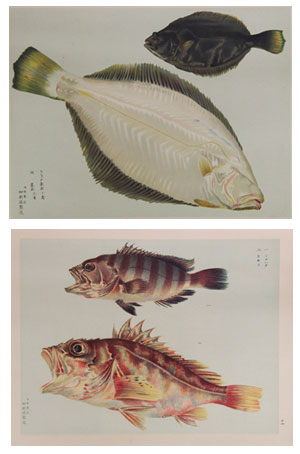 食用魚ガイド なみまの錦のイメージ